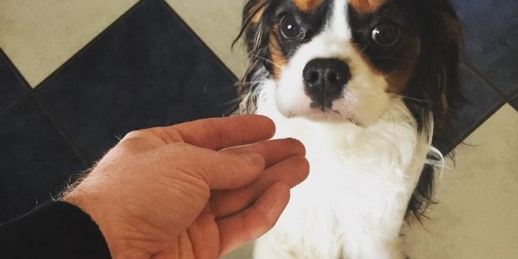 image of a Bent Pinky Finger and a dog