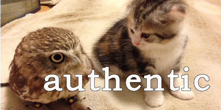 Image of an owl and a kitten
