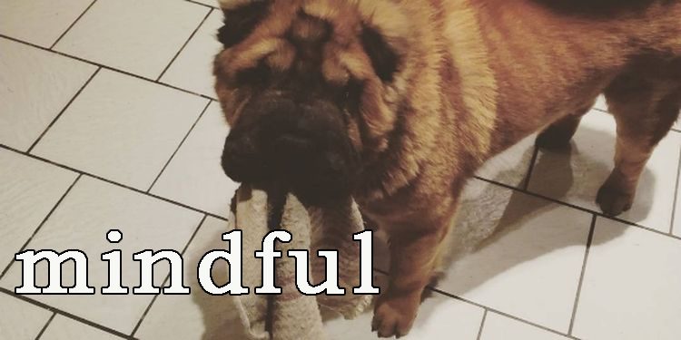Image of a dog that brought a towel