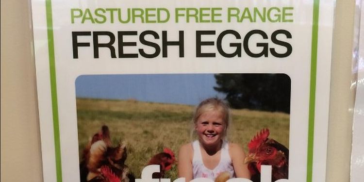 Image of free range eggs