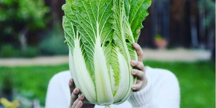 Image of cabbage