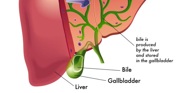 Image of Bile