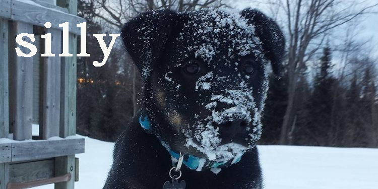 Image of a snow faced pup