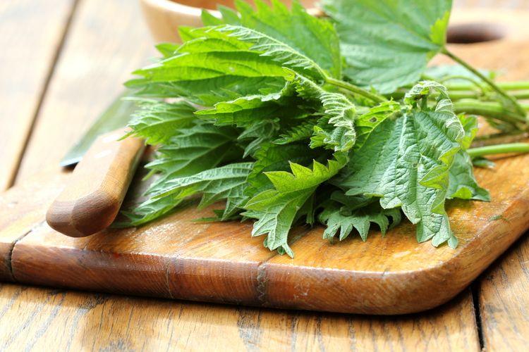 Photo of Stinging Nettle Leaves