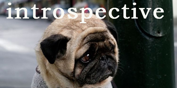 Image of a mindful pug