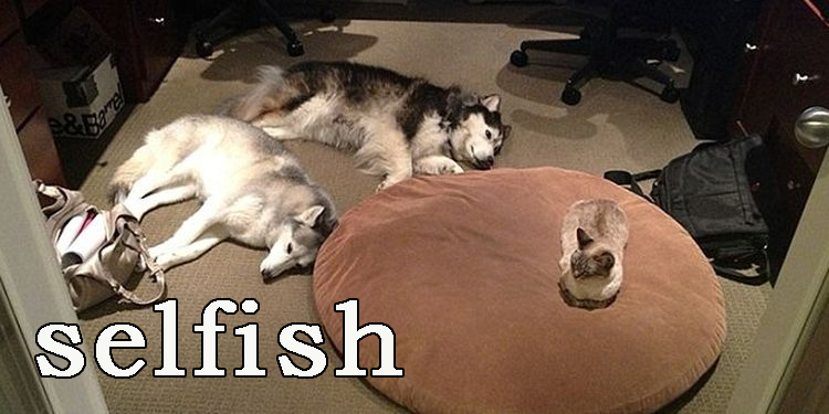 Image of the cat resting on the dog rug