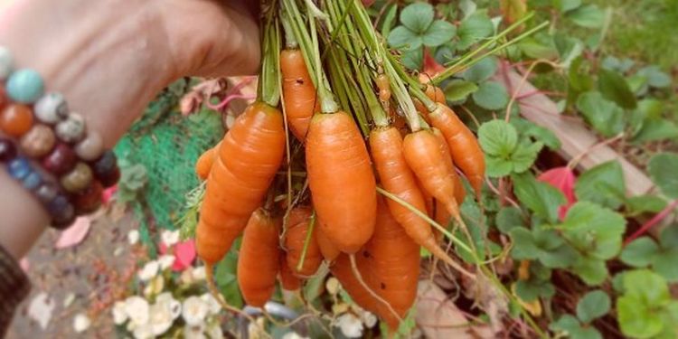 Image of small carrots