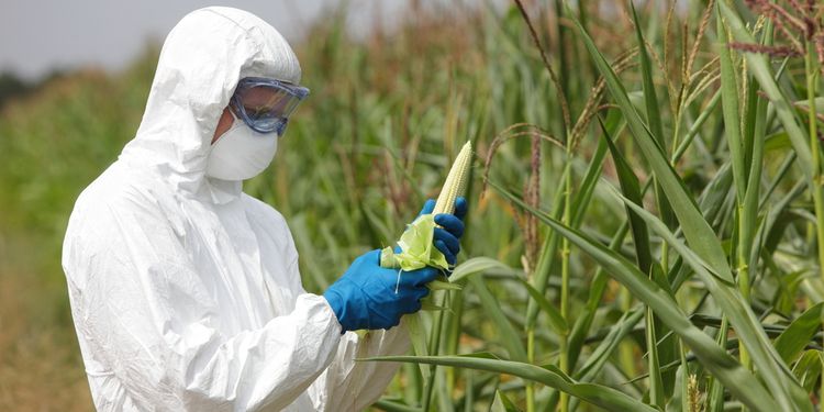 Photo of scientist in hazard suit examining GMO corn