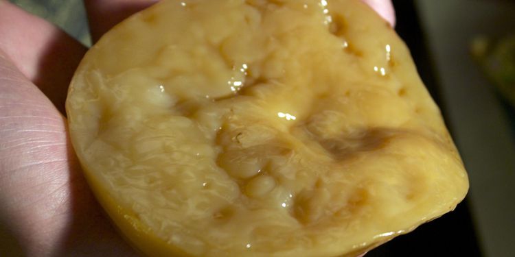 Photo close up of kombucha SCOBY