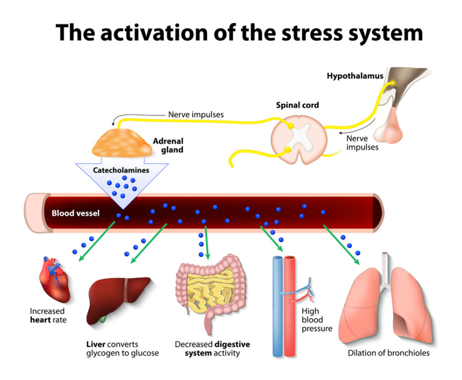 Illustration: Activation Of The Stress System