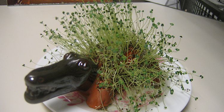 Photo of aligator chia pet with chia sprouts