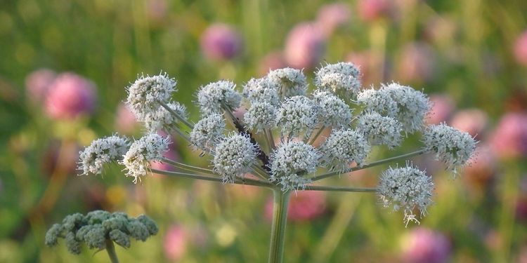 Photo of Dong Quai (Angelica Sinensis) herb