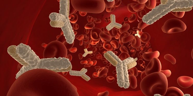 Illustration of antibodies in blood vessel