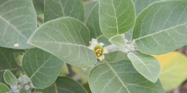 Photo of Ashwagandha herb (Withania somnifera)