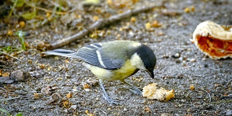 Photo of a small bird eating crumbs of junk food on ground