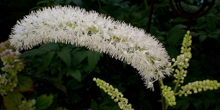 Photo of Black Cohosh flower