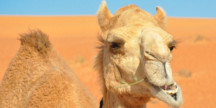 Photo of a camel chewing food