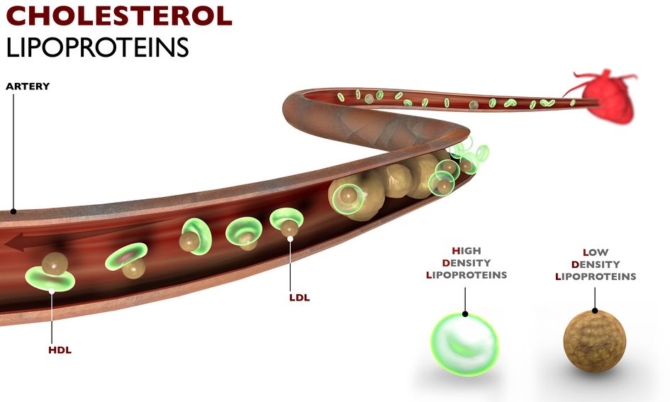 Illustration of Cholesterol And Lipoproteins 