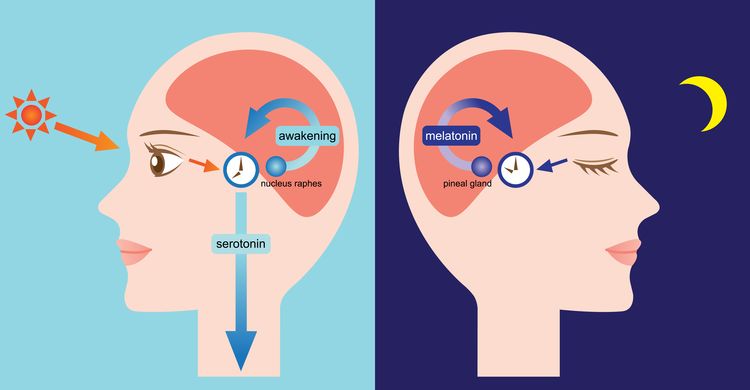 Circadian rythm diagram