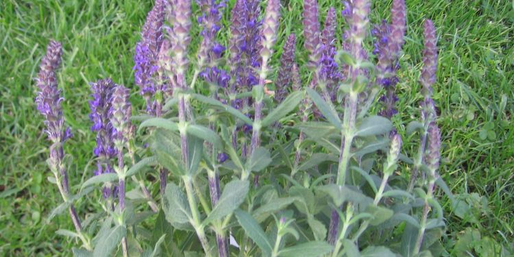 Photo of clary sage herb