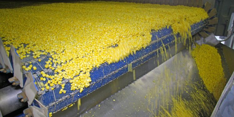 Photo of a corn processed at factory. Refined Foods Root Cause Of mitochondrial dysfunction