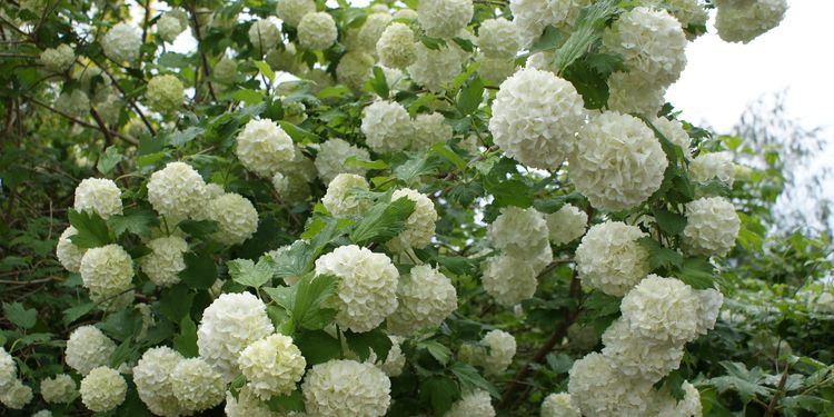 Photo of Cramp Bark - Viburnum Opulus