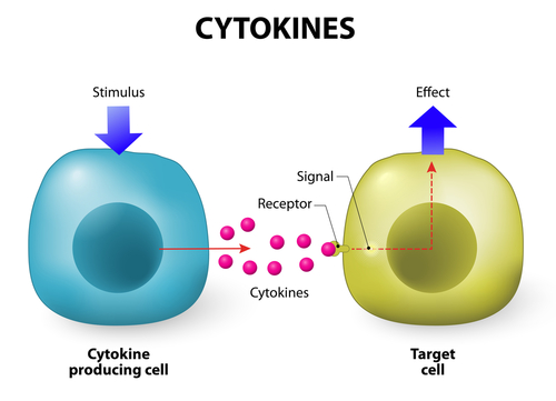 Illustration of Cytokines, Immune Response Switches