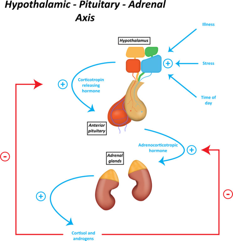  Candida Cause HPA Axis Dysfunction Stress Adrenal