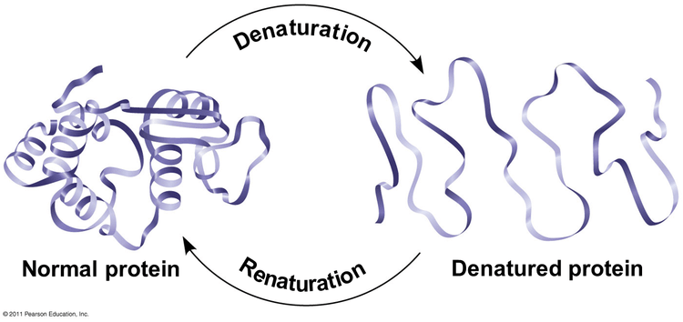 Diagram showing process of protein denaturation and renaturation