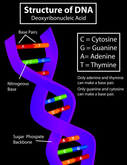 Diagram of DNA strand