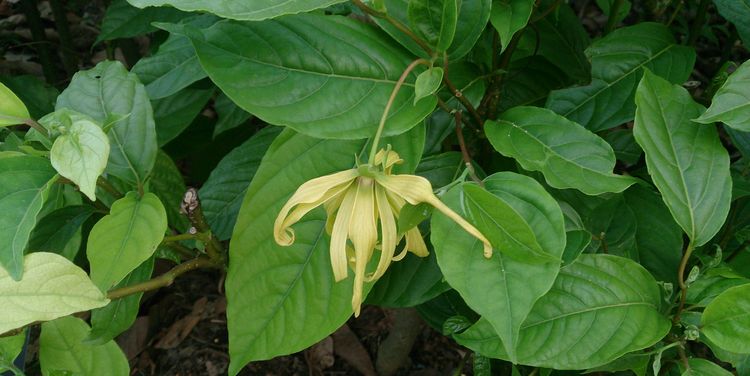 Photo of Dfarf YLang-Ylang Tree