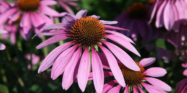 Photo of Echinacea Purpurea, Purple Coneflower