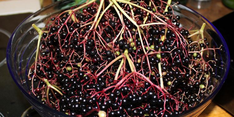 Photo of bowl with elderberries