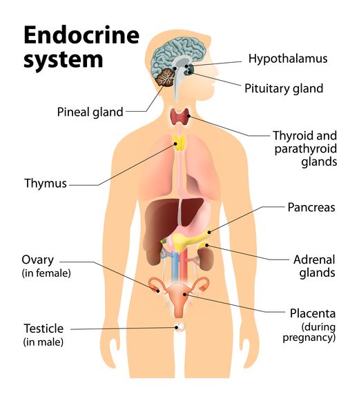 Illustration of human Endocrine System