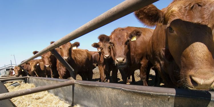 Photo of a conventional dairy farm cows