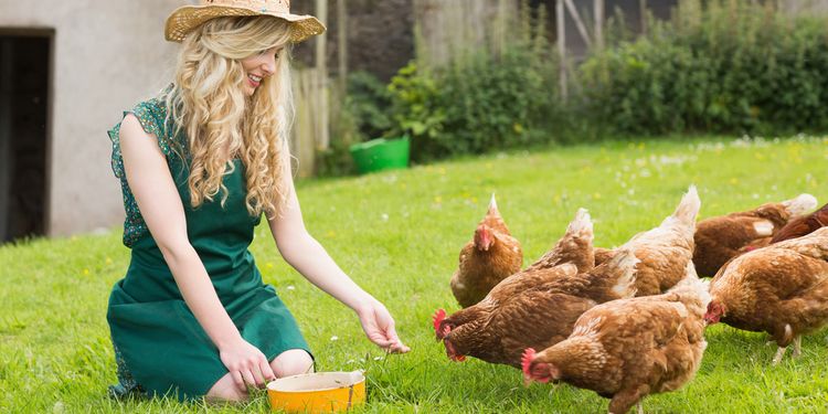 Photo of free-range hens