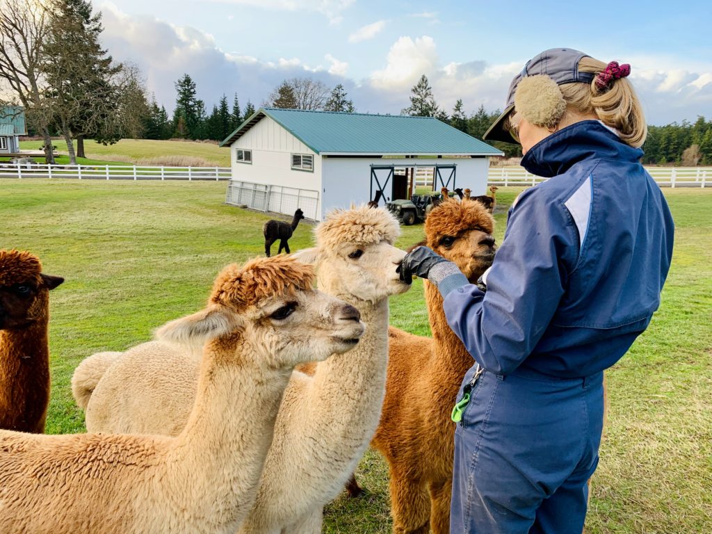 feeding llamas