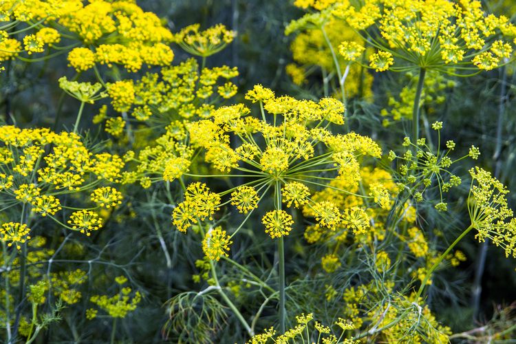 Photo of a Fennel Bloom