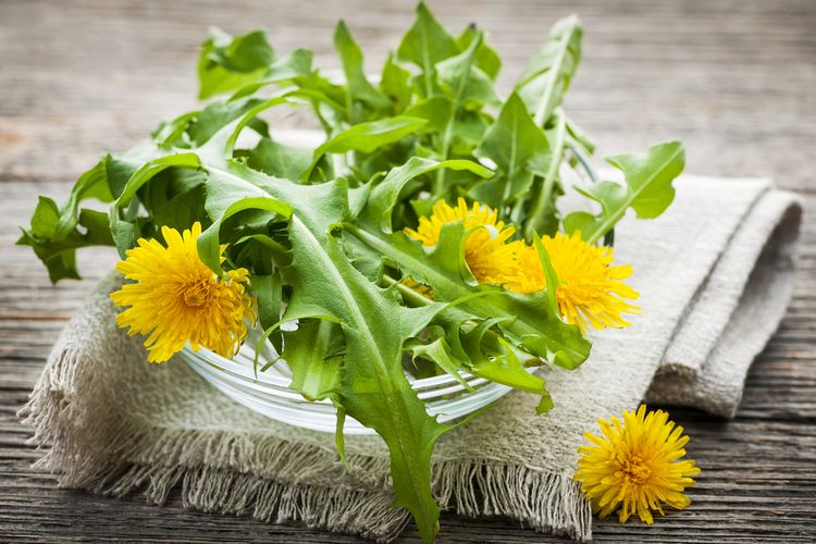 Photo of Foraged Edible Dandelion Flowers Rich In A and C Vitamin