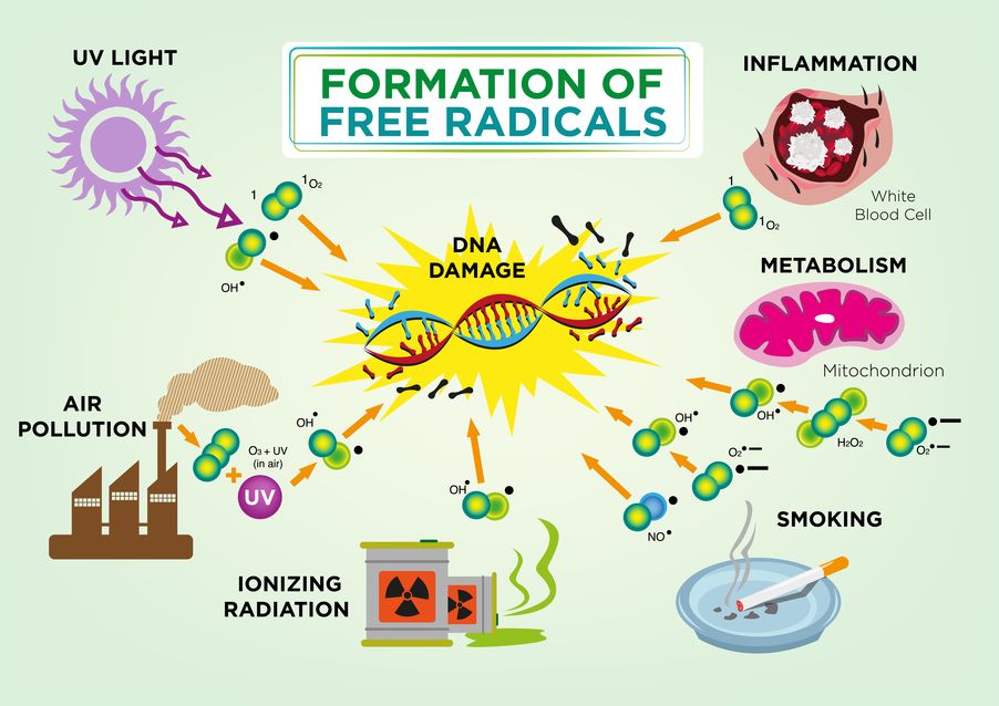 Infographics on Free Radicals damaging DNA