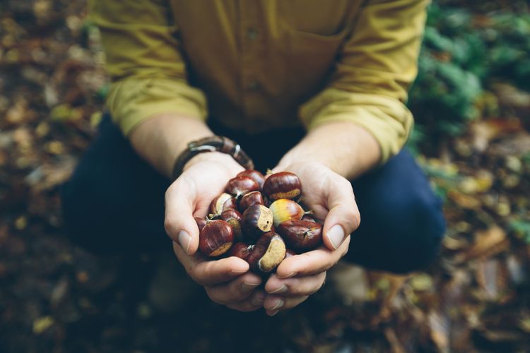 Photo of Fresh Chestnuts 