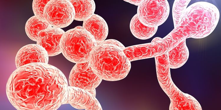 Illustration of a candida fungi