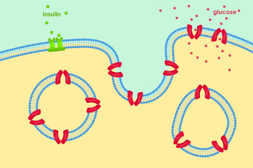 Illustration of Glucose Transport in organism