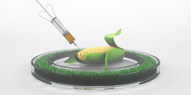 Illustration of syringe injecting into corn