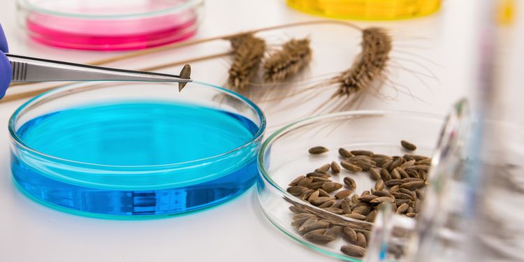 Photo of wheat grains in Petri dishes in a lab