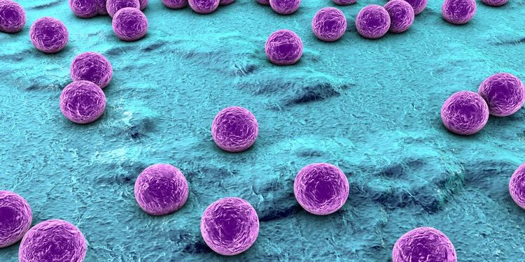 Image of spherical bacteria on the surface of skin