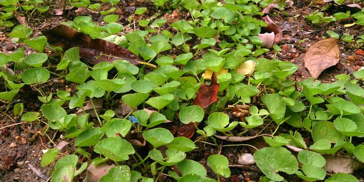 Photo of Gotu Kola Plant beneficial for nervous system