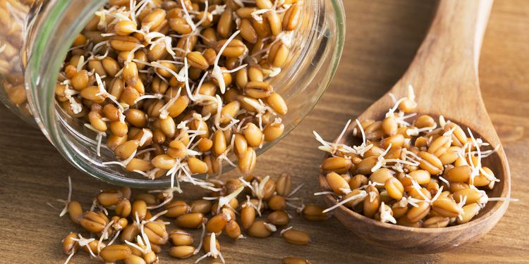 Photo of Whole wheat sprouts in wooden spoon and spilling from sprouting jar