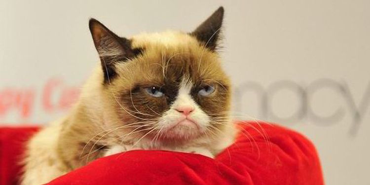 Photo of a grumpy cat lying on bed