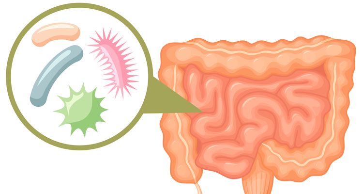 Illustration of human intestine microflora